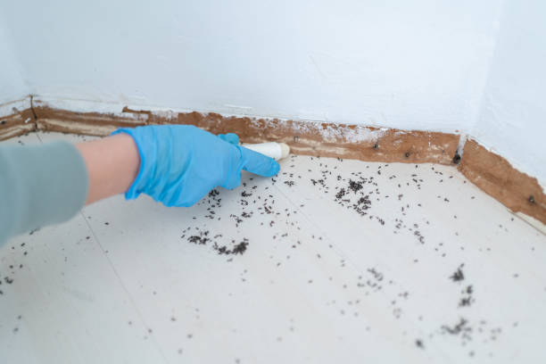 Professional Pest control in Port Angeles East, WA